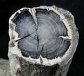 Polished Blue Forest Petrified Wood Limb ( oz) #28345-2